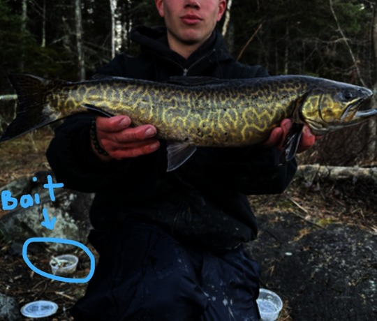 Largemouth Bass