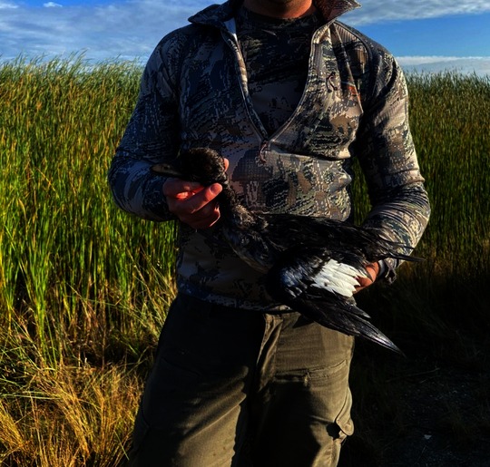 Freshwater Drum