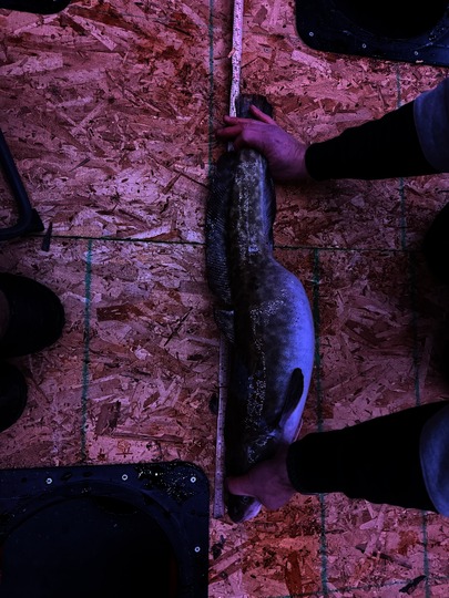 Freshwater Drum