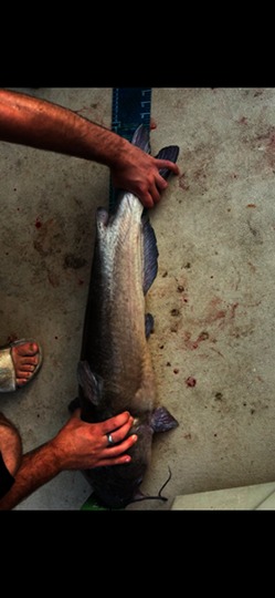 Tiger Trout